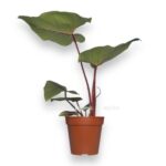filodendron serpens e1736695812367