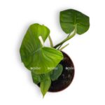 filodendron sharonii