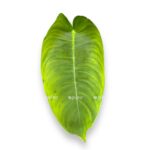 filodendron sharonii 1 1