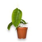 filodendron sharonii 1