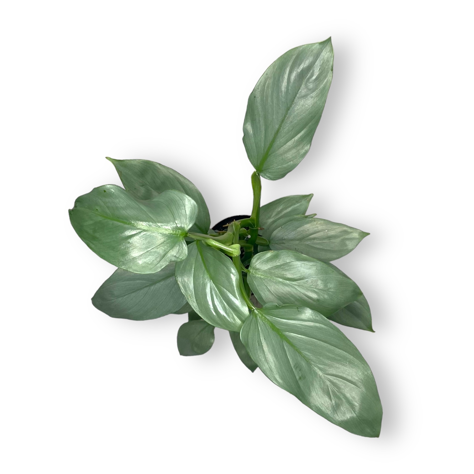 filodendron silver svord