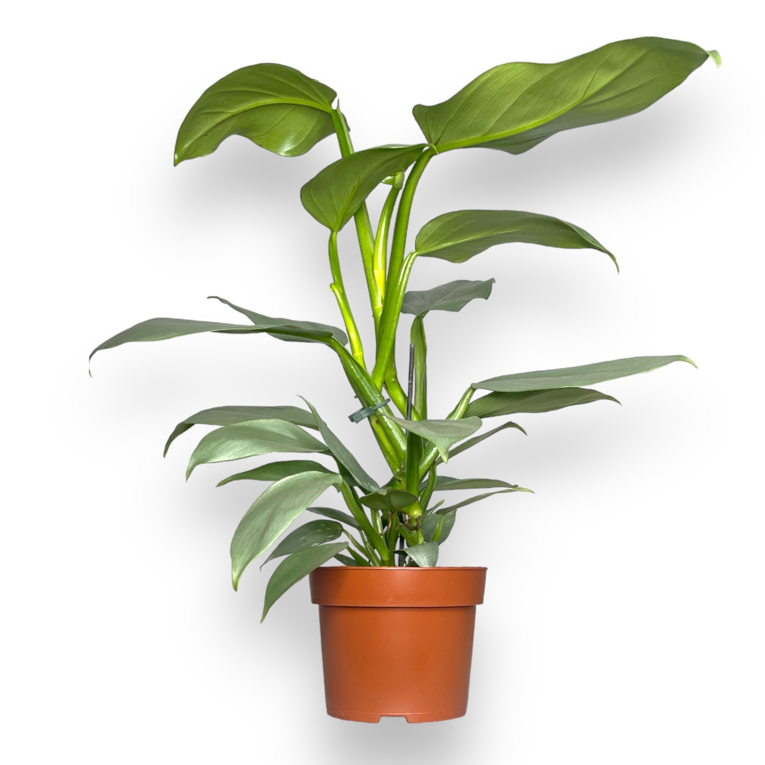 filodendron silver svord