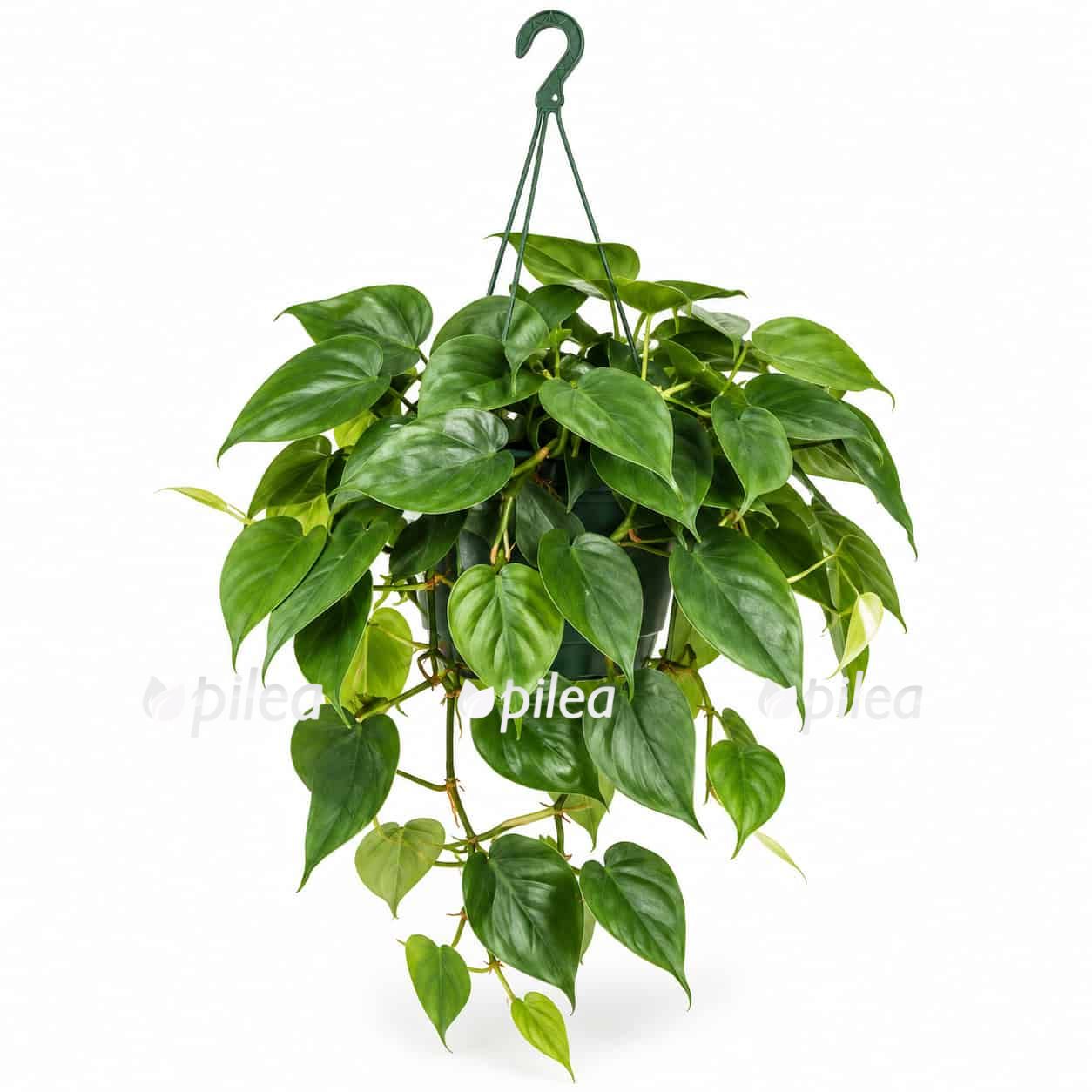 filodendron skandens 1