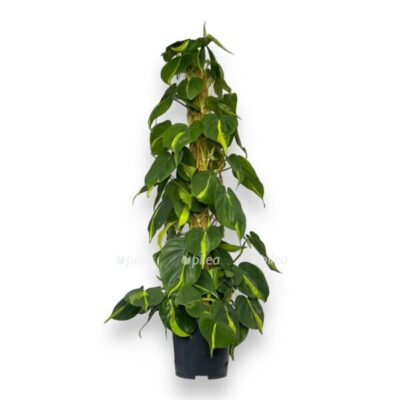filodendron skandens brazil na opore e1726888447214