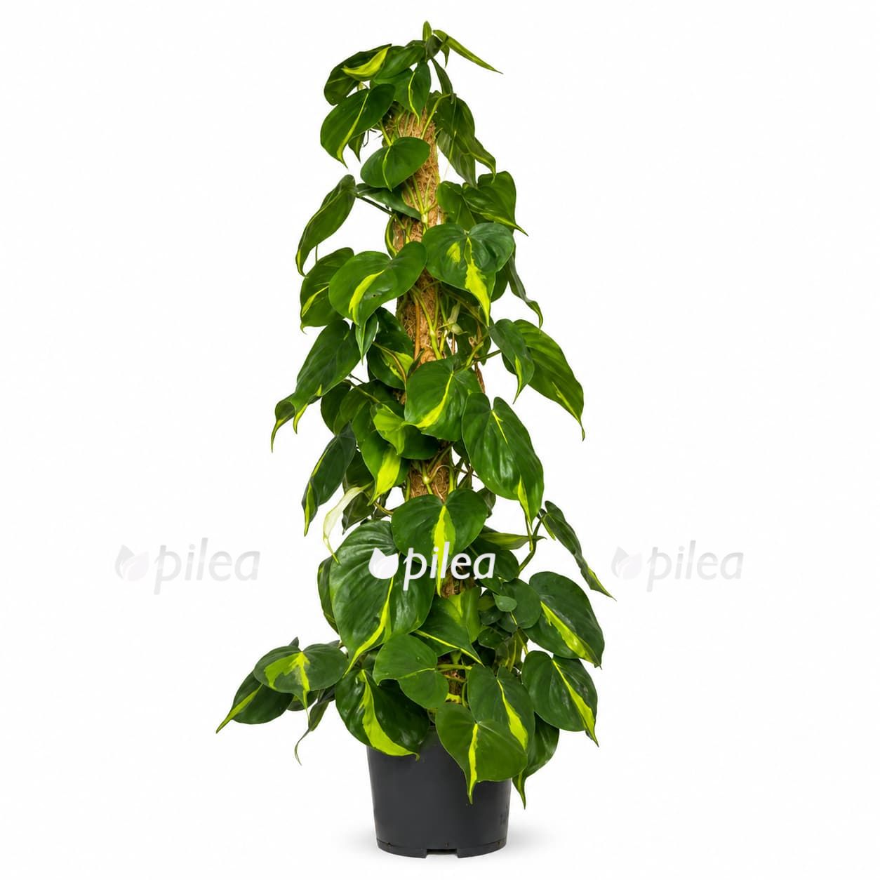 filodendron-skandens-brazil-na-opore Филодендрон Сканденс Бразил на опоре купить
