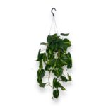 filodendron skandens brazil podvesnoj e1770018129856
