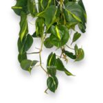 filodendron skandens brazil podvesnoj e1770018141360