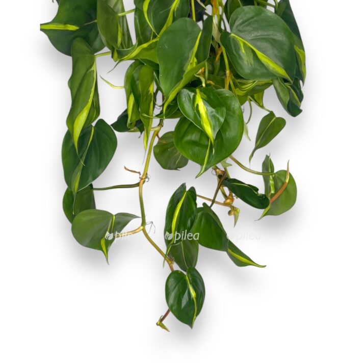 filodendron skandens brazil podvesnoj e1770018141360