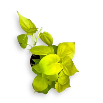 filodendron skandens mikans lajm