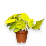 filodendron skandens mikans lajm 1 1 e1729788369162