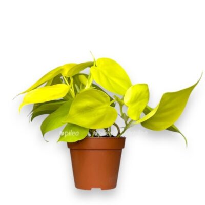 filodendron skandens mikans lajm 1 1 e1729788369162