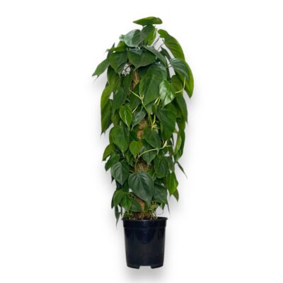 filodendron skandens na opore 1