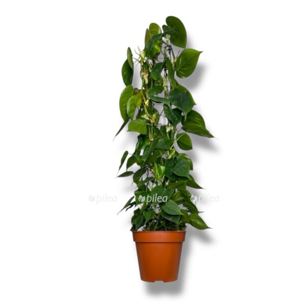filodendron skandens na reshetke e1739076187855