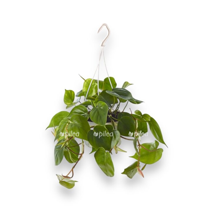 filodendron skandens podvesnoj e1699012240786