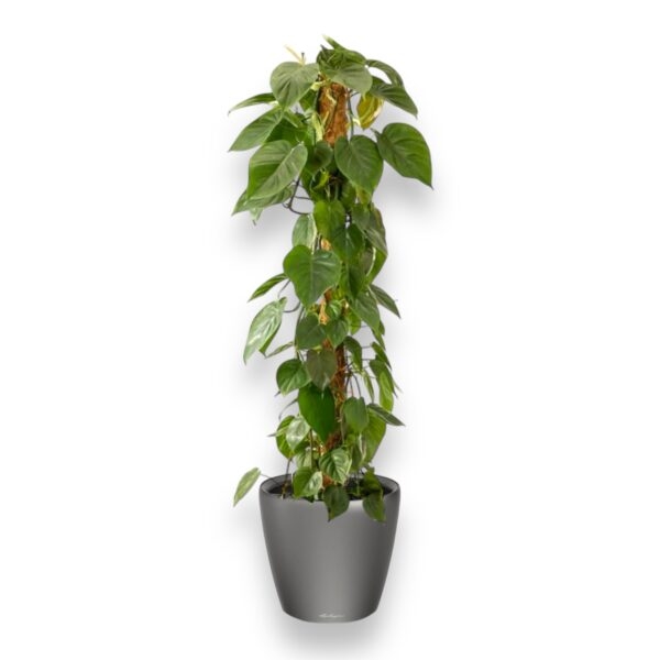filodendron skandens v classico ls e1729438969159