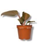 filodendron skvamiferum red e1744287517557