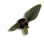 filodendron skvamiferum red e1744287537395