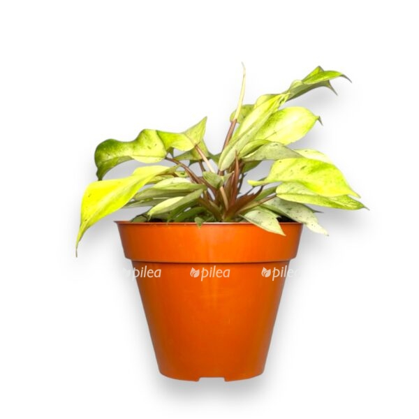 filodendron-snoudrift-e1727846259951.jpeg filodendron snoudrift e1727846259951