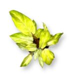 filodendron snoudrift e1727846271831