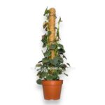 filodendron sortovoj na opore 1 1 e1744203535247