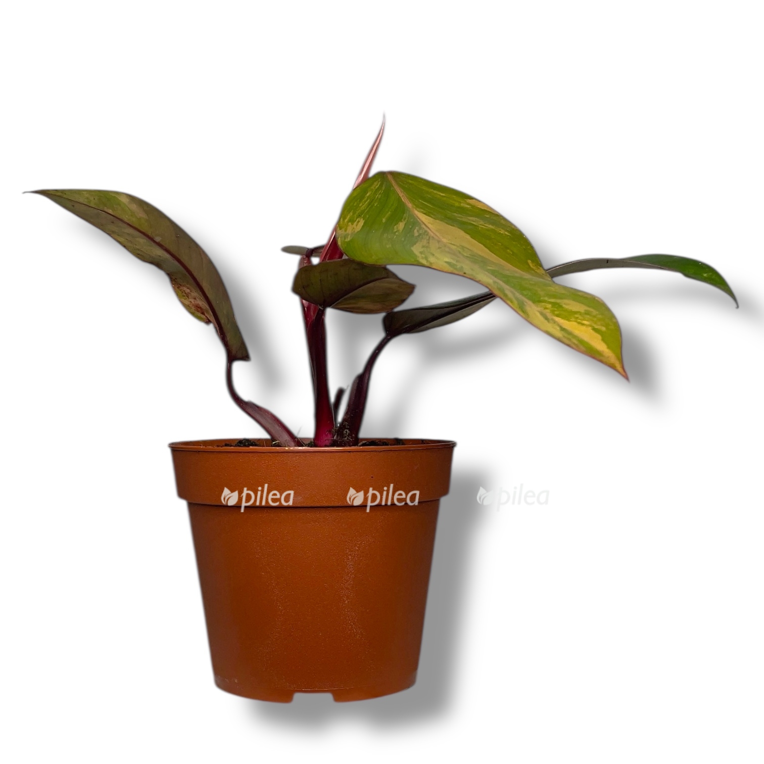 filodendron stravberri shejk 1