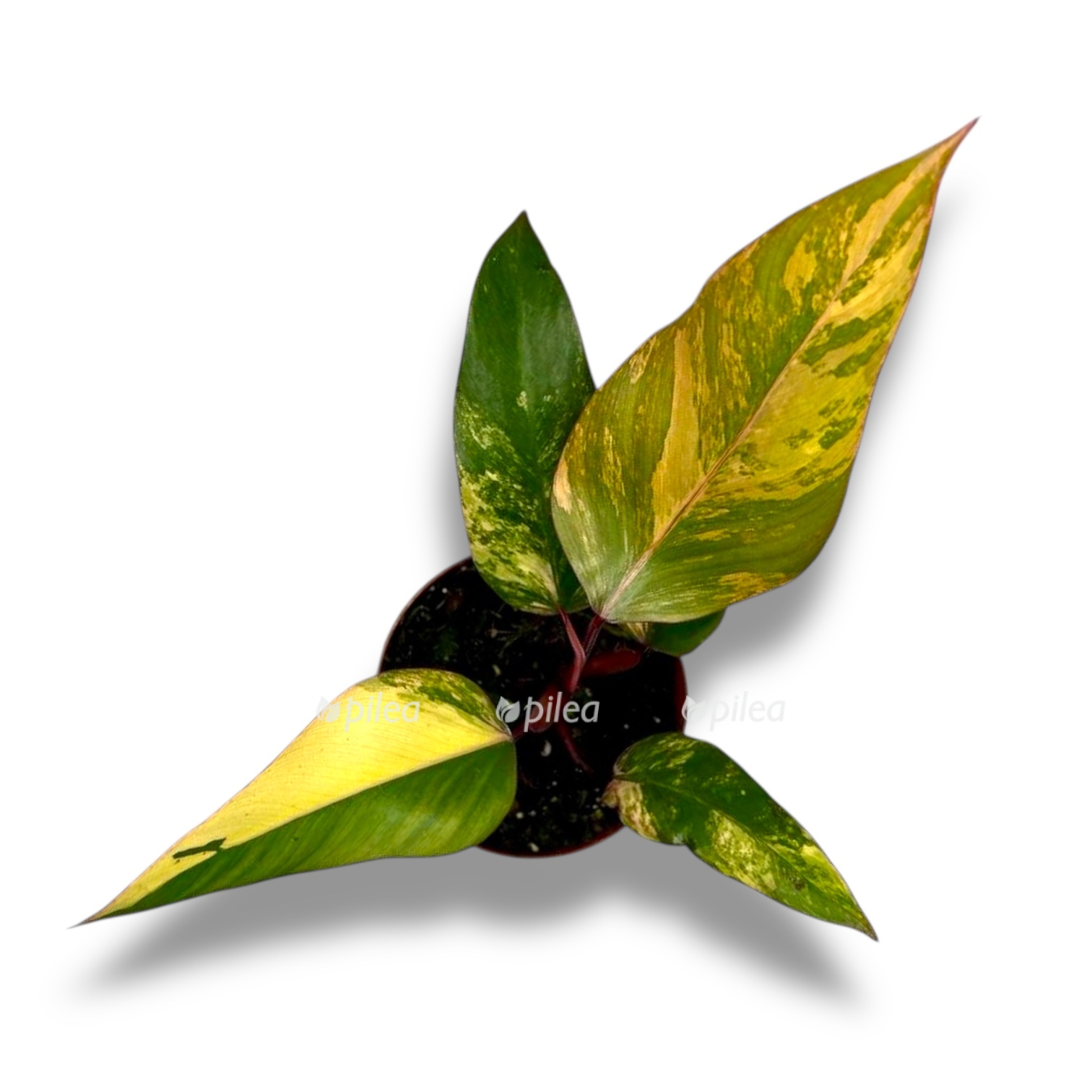 filodendron stravberri shejk