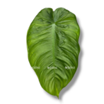 filodendron tenua