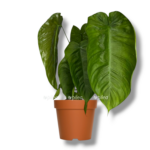 filodendron tenua