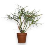 filodendron tortum e1724167568834