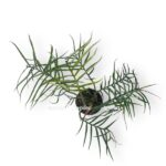 filodendron tortum e1724167598738