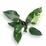 filodendron vajt knajt