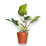 filodendron vajt knajt