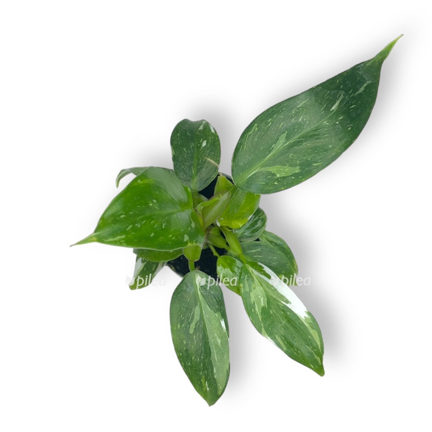 filodendron vajt princess