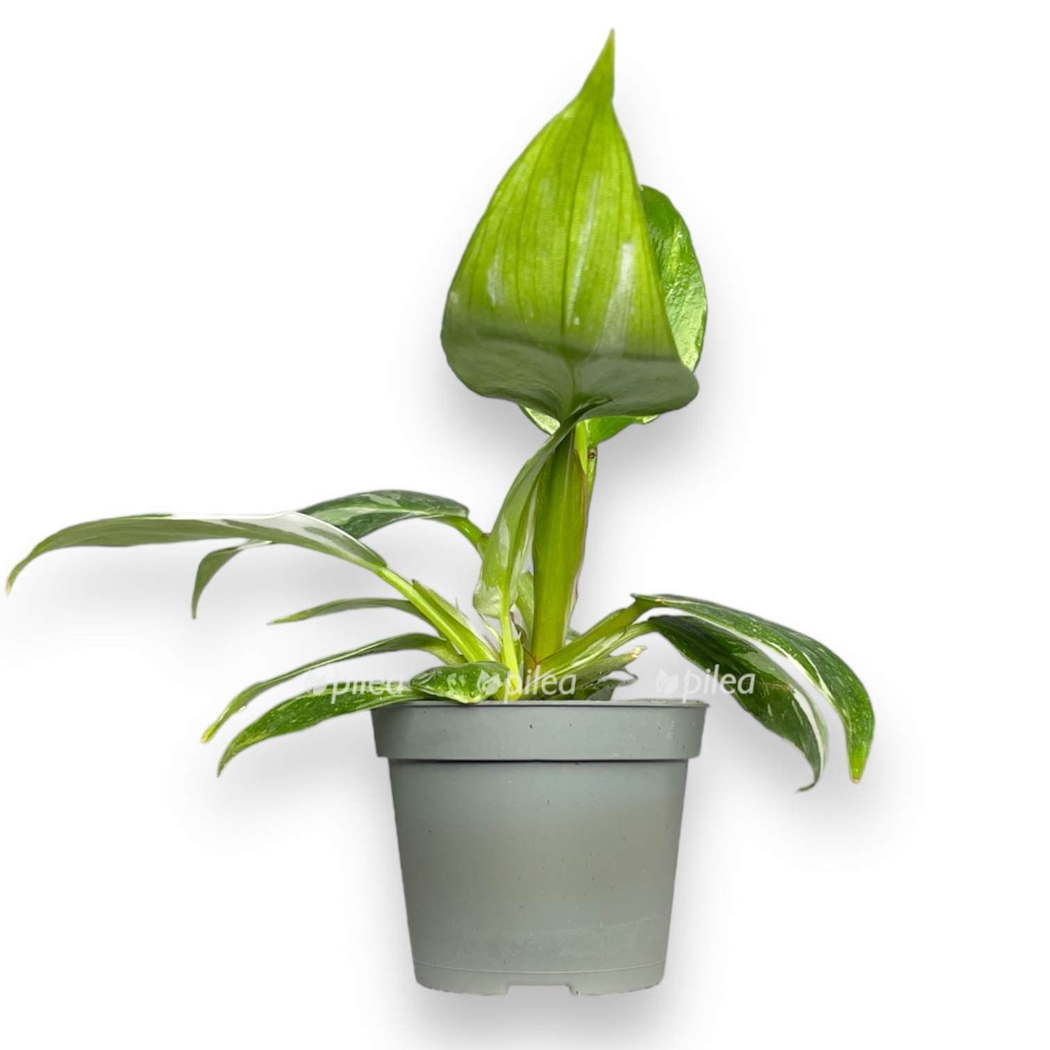 filodendron vajt princess