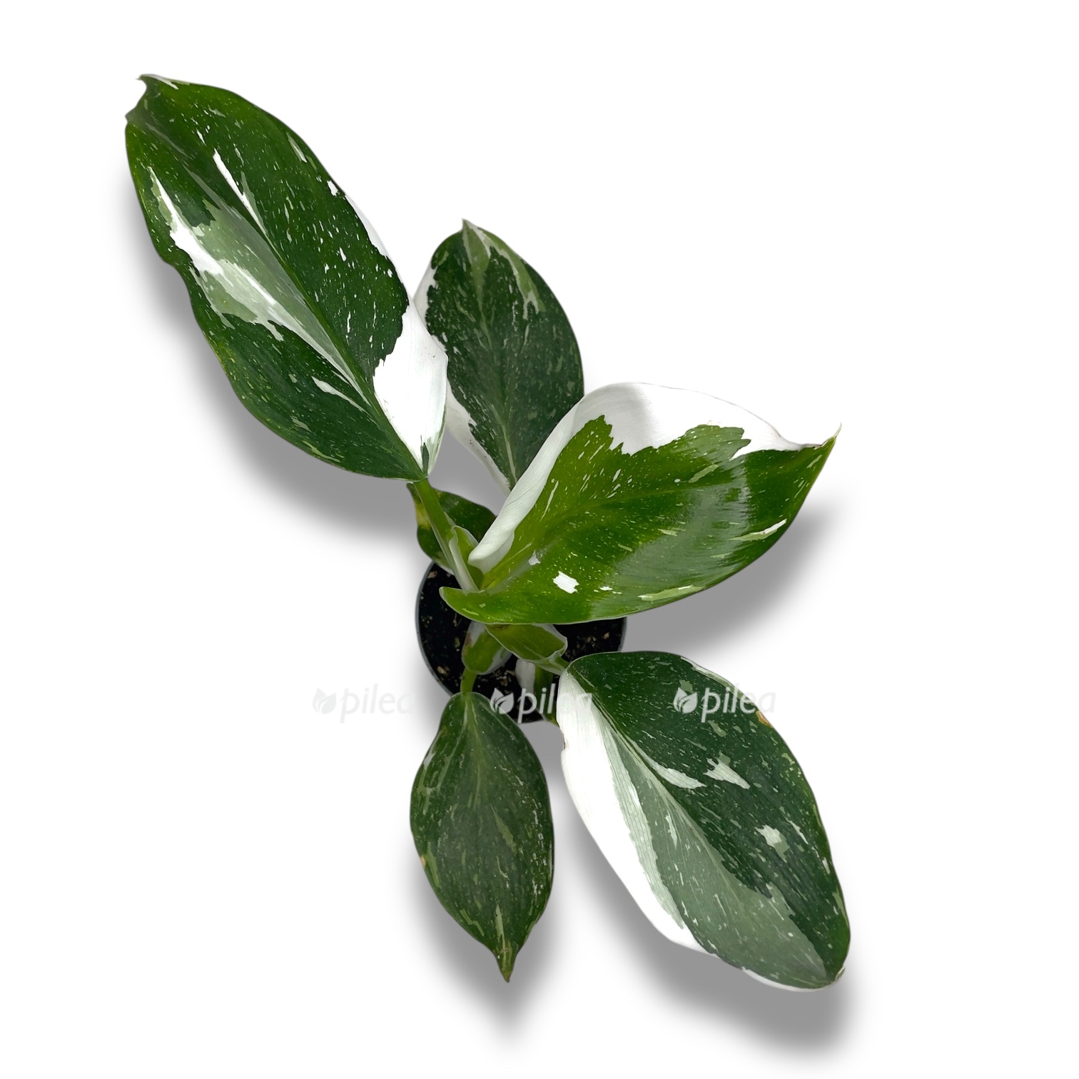 filodendron vajt vizard