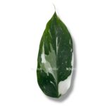 filodendron vajt vizard 1 1