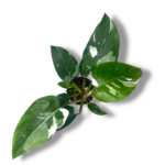 filodendron vajt vizard