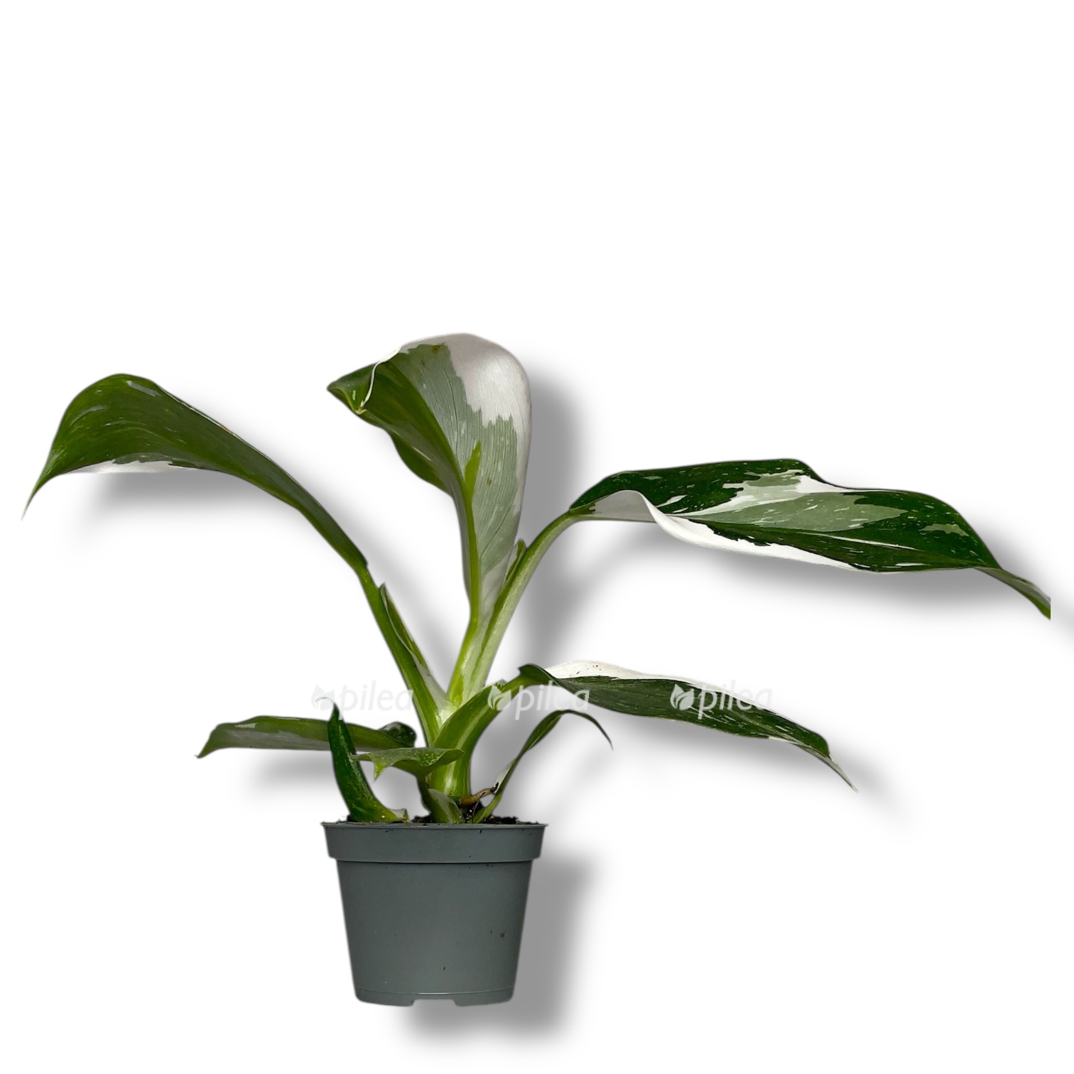 filodendron vajt vizard