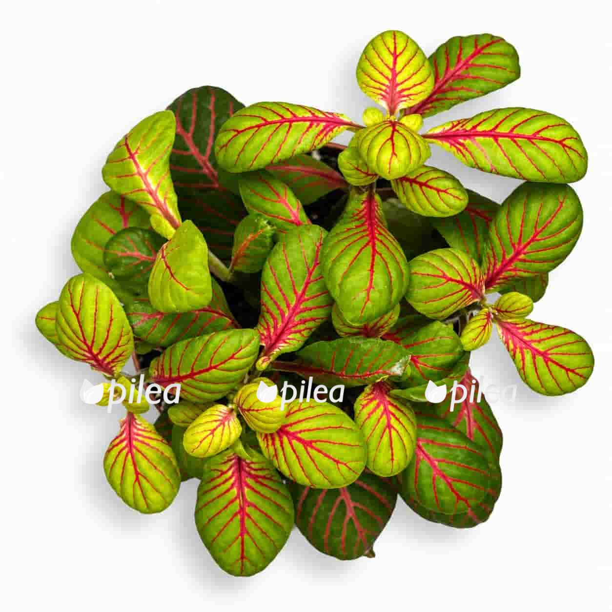 fittonia bubble green