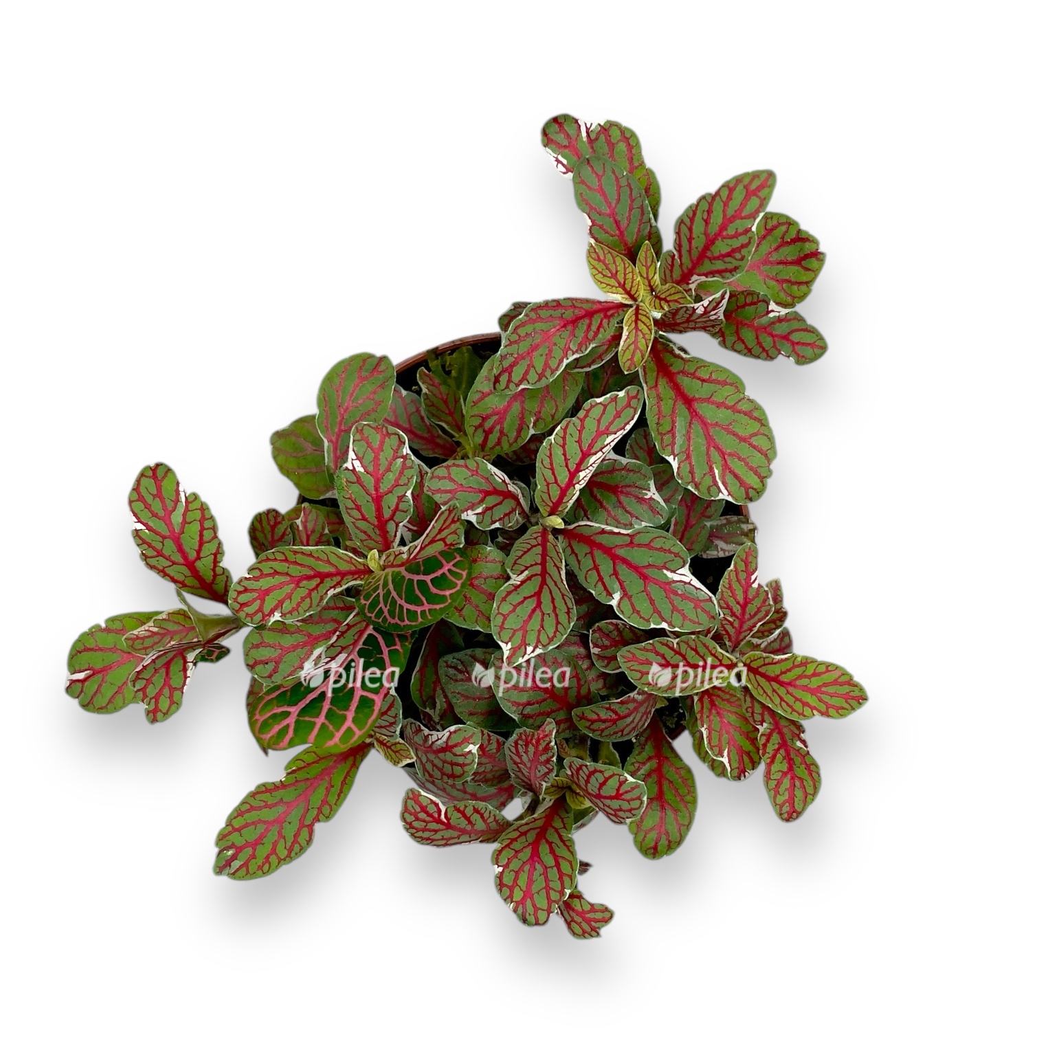 fittonia grey sensation
