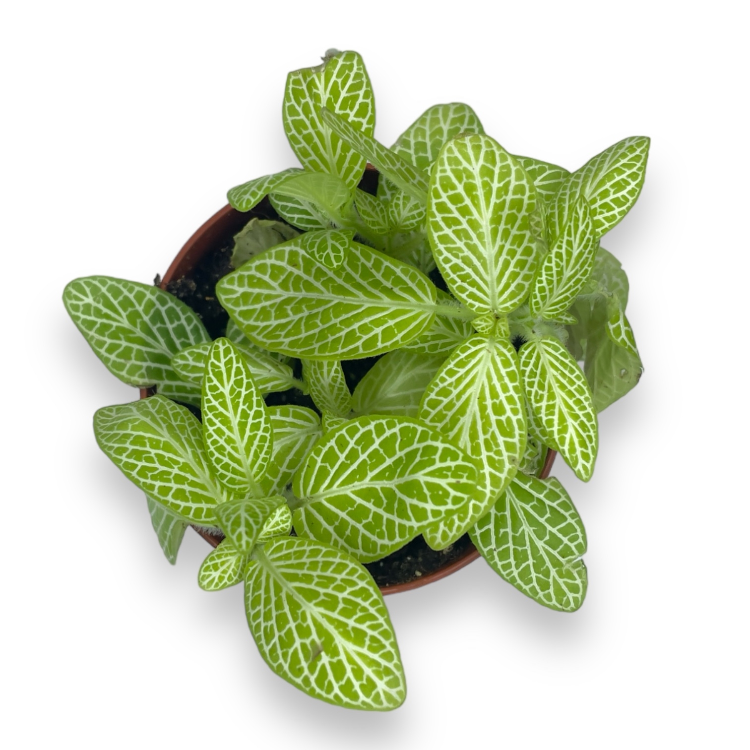 fittonia mosaics lemon