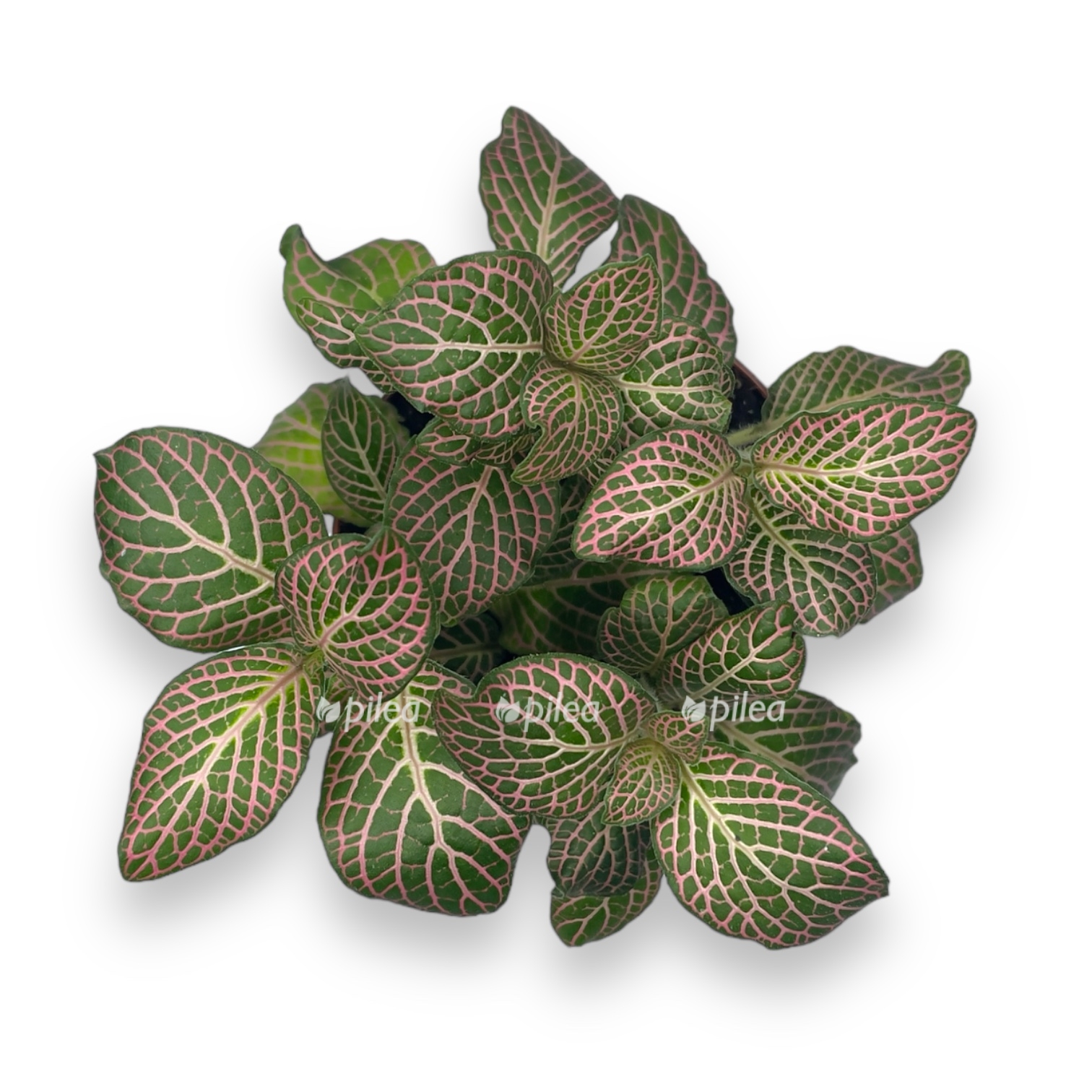 fittonia mosaics mistral