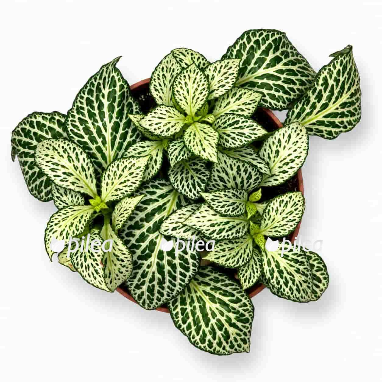 fittonia white forest flame