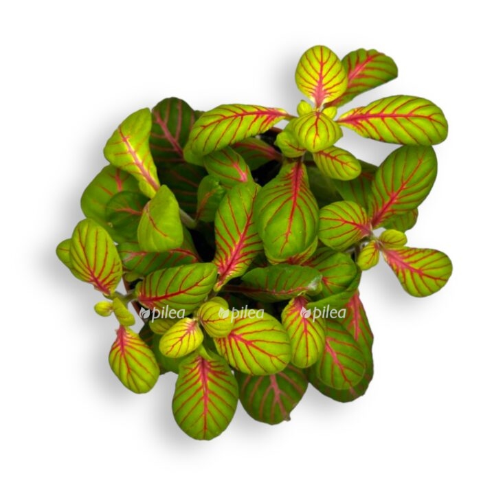 fittoniya babl grin e1712821401408