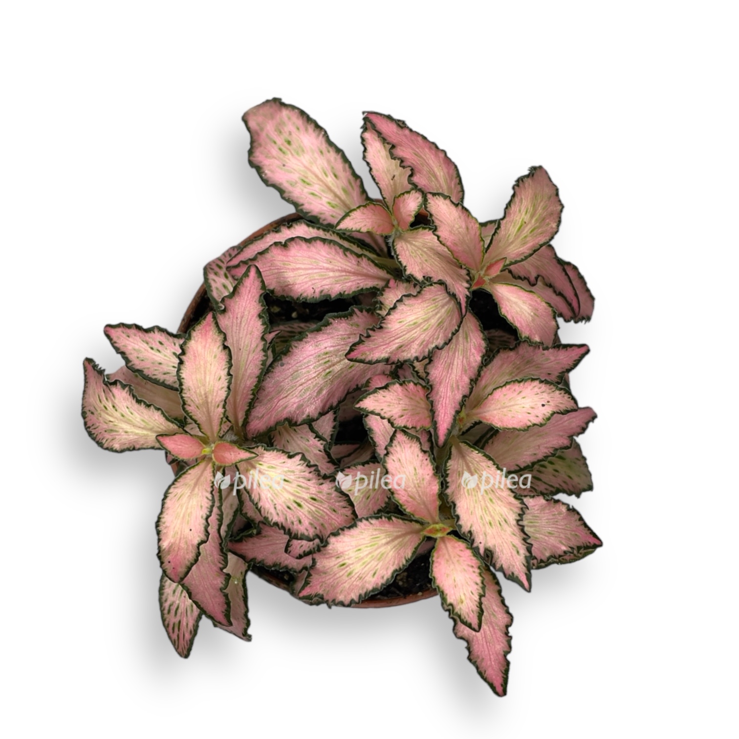 fittoniya pink forest flejm