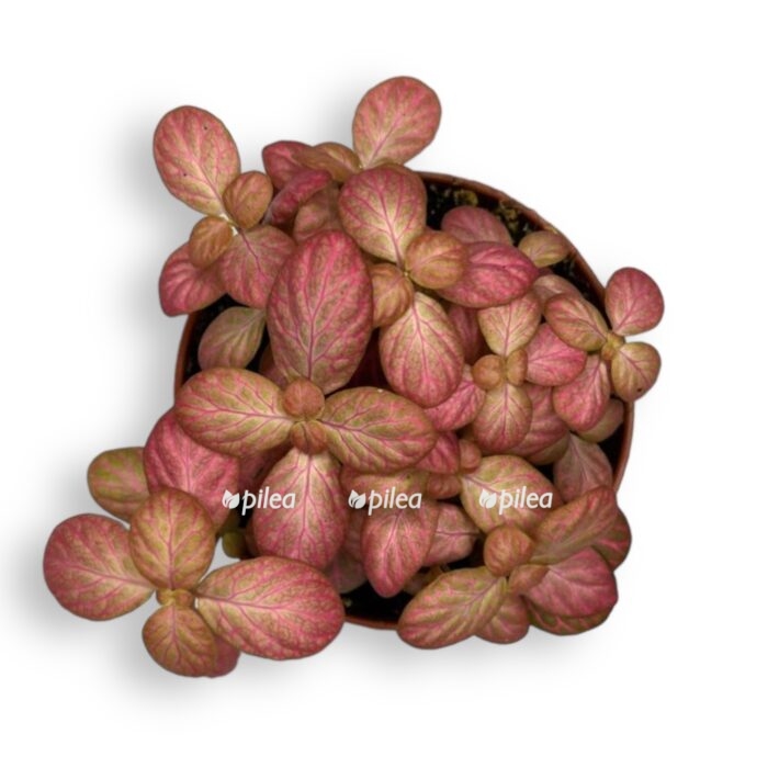 fittoniya pink speshl e1712818402713