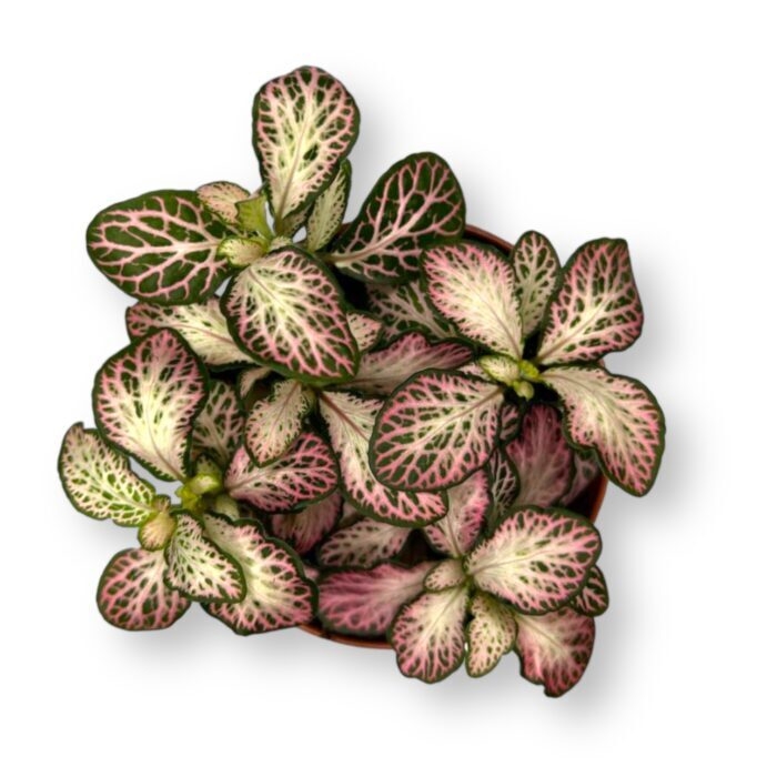 fittoniya purpl snou anna e1712820760746