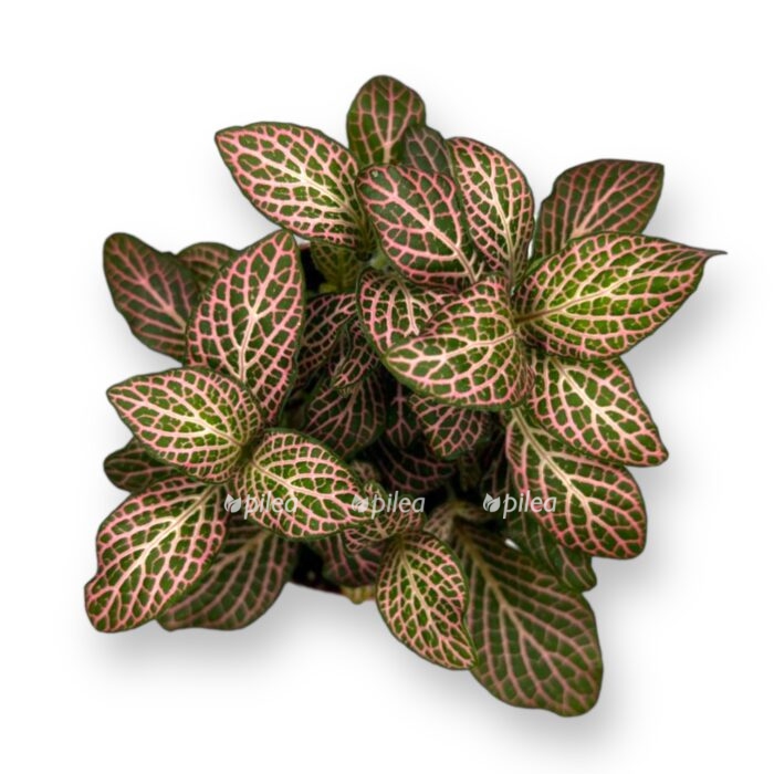 fittoniya red angel e1712821167958