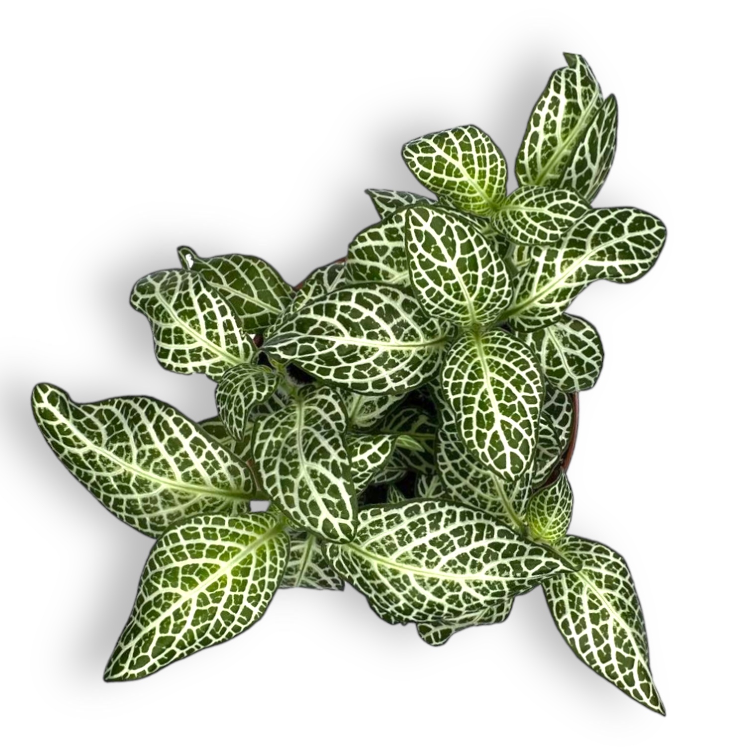 fittoniya vajt angel