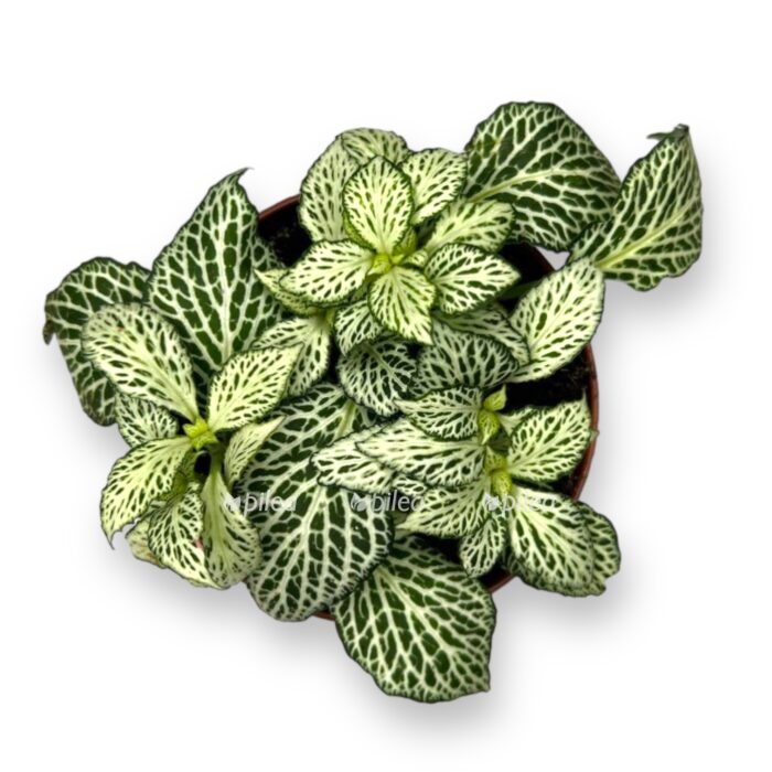 fittoniya vajt tigr e1712820340769